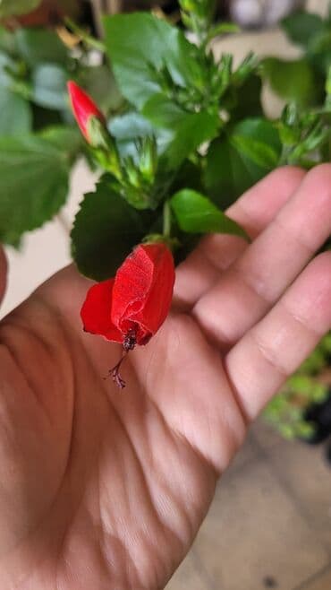 куплю комнатные растения: Cox gozel bir guldu alan ozu gorecey inwAllah — 1