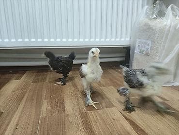 Cücələr: Toyuq cücələri, Ətlik — 6