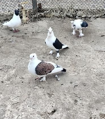 goyercin satisi: 7 ədəd jünkari hazir cütdülər tam sağlam və 3 balasi ilə birlikdə — 2