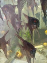 oskar balığı: Anibias Barteri Qiqant nadir növlərdən di yerli artım Y.Yasamal. 5 — 15