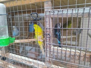 Hazır bala verən papuqaylar cüt satılır. cütü 25manat. Sarı rəng olan — 1