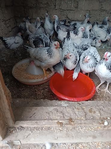 toyuq yumurtaliq: Serebrist becəsi heyətdə boyub 3 ay 25 günlük di tam sağlam di 30 ədəd — 2