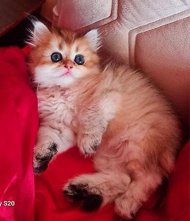 pisik evi: Şotland yastı qulaq — 5