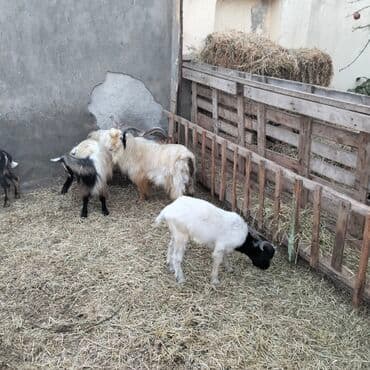 yerli cins inekler: Əmlik cepisler kəsmək üçün say və seçim çoxdur buyurun. alpin çəpiş 3 — 9