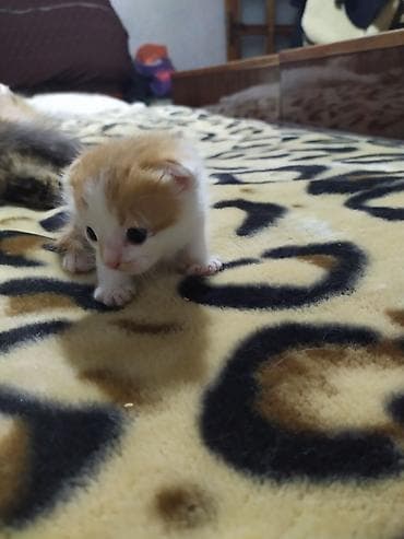 ucuz pudel: Məhsul: Balaca pişik balaları Təsvir: - Rənglər: ağ-narıncı və tam — 1