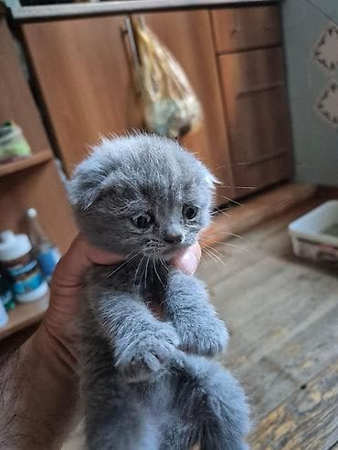 erkey pisik adlari: Şotland yastı qulaq — 5