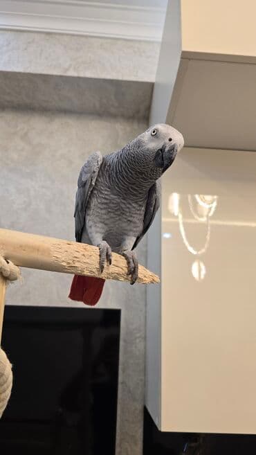 cuce qefes: Afrika Boz Tutuquşu (Grey Parrot) - Növ: Psittacus erithacus (Afrika — 3
