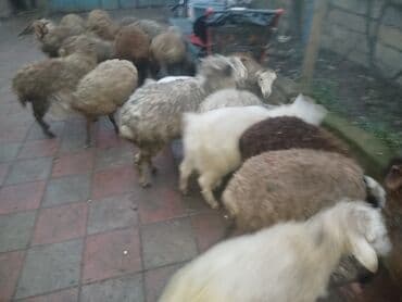 Alfa Romeo: Qoyun sürüsü 18 quzudu kom 225 lə erkek dişi qarsiq sağlam saxlamalı — 1