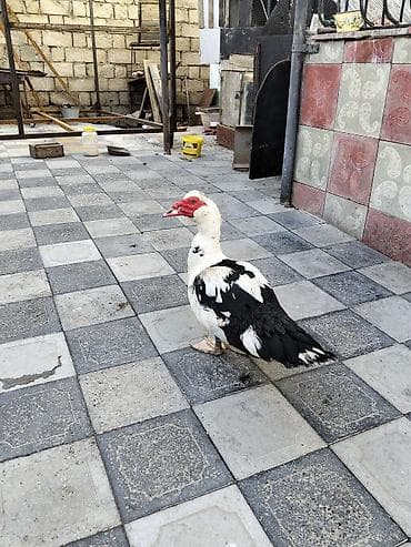 Утки: Erkek lal ördək satılır 40 m endirim olunmayacaq real alıcılar narahat — 1