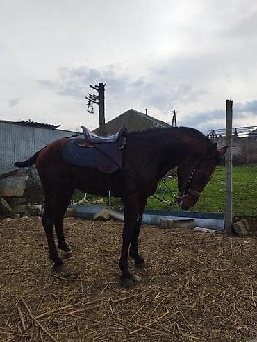 satıq at: Erkək, il: 2 — 3