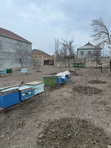 mingəçevirdə kirayə evlər: 5 sot, Mülkiyyətçi — 5