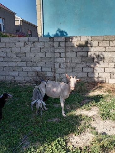 keçə: Dişi, Zanen, Hələb, il: 1, 50 kq, Südlük, Damazlıq, Ödənişli çatdırılma — 3