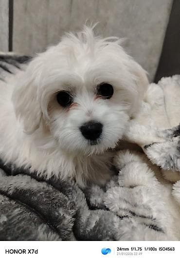 dişi pudel: Malta bolonka, 3 ay, Dişi, Peyvəndli — 1