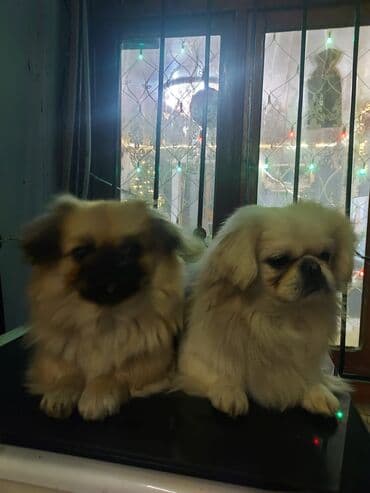 Gəmiricilər: Pekines — 5