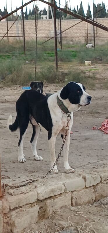 алабай в добрые руки: Алабай, 2 года, Самец, С прививками, Платная доставка — 5