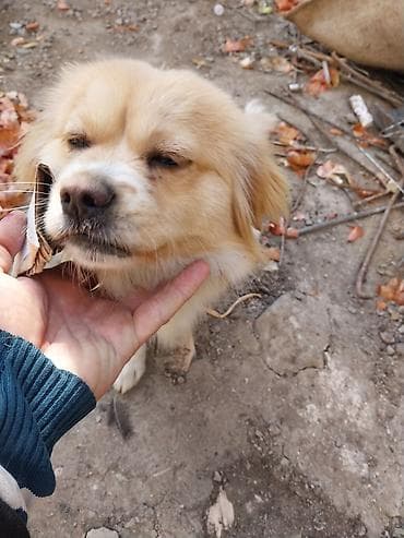 cins itler: Şirin, xırda ölçülü it – qızılı-krem rəngli, uzun və yumşaq tüklü — 4