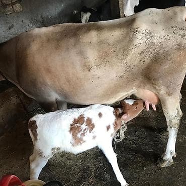 heleb kecisi satilir: Satlllr 3 qalma dişi. Baladl. 14 Lt süd Verir — 1