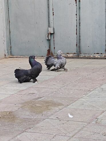 передержка собак баку: Cüt pavlinlər — 3