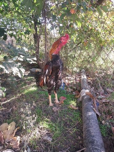 электрическая машинка для стрижки овец: Salam cinsi eladi isullu celd becedi barter yalniz yungul cekili bece — 3