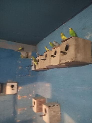 papuqay sesi: Dalmatin və klassik rəng çeşidlərində dalğalı tutuquşular (ağ — 6