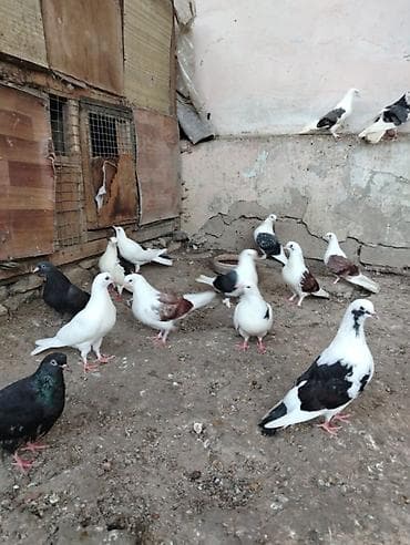 bildircin qiyməti: Quşlar satılır cemi 14 de nedir minum qiymət 200 azn aşağı yeri yoxdur — 3