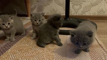 кот для вязки: Британская, Самец, Самка, Самовывоз — 3