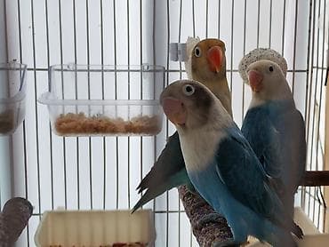 qara peleng sekilleri: Məhsul: Sevda papağanları (lovebird) – 3 ədəd Təsvir: - Rənglər — 5