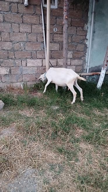 Saanen keçiləri satılır! Gündəlik süd verimi 2, 3, 4 və 5 litrə
