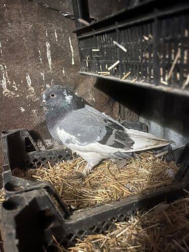 ucuz göyərçin: Məhsul: Ev göyərçinləri (bir neçə fərqli rəngdə) Təsvir: - Şəkillərdə — 3