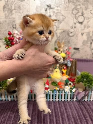 itler pikines type 1: Britan — 10