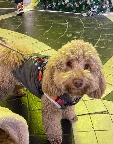 той пудель цена в баку: Пудель, 2 года, Самец, Для вязки — 8