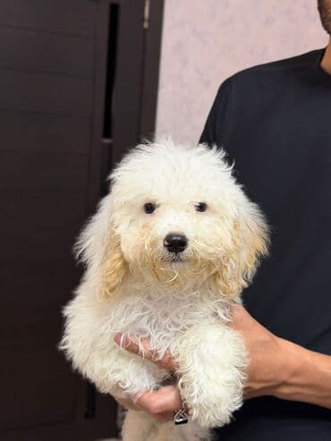 сколько стоит миниатюрный пудель: Пудель — 2