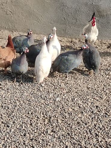 Inəklər, öküzlər: Toyuq, Damazlıq, Ödənişli çatdırılma — 1