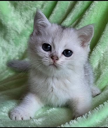 meykun pişik: Şinşilla, Erkək, Dişi, Pulsuz çatdırılma — 9