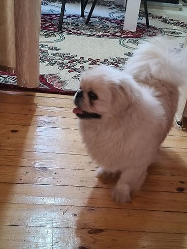 etibarli ellere it: Pekines — 2