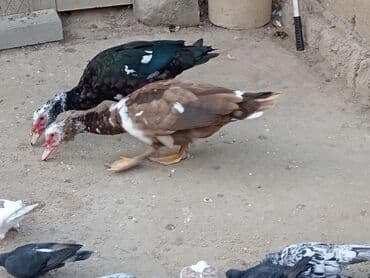 енот в баку купить: Krasnadar 1denede agaara erkeyler kökdüler tumluga Eladi maşdagadadi — 5