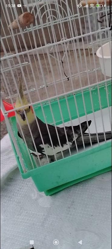 Digər heyvanlar: Məhsul: Nimfa tutuquşu (Cockatiel) Xüsusiyyətlər: - Rəng: boz-gümüşü — 3