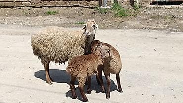qoçlar: Qoyun ailəsi – ana qoyun və iki quzu - Növ: yerli qoyun (ana) və iki — 4