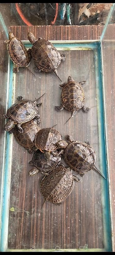 sahiblənmə: Su tısbağası balaları – ehtiraslı akvarium həvəskarları üçün — 4