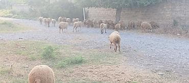 itlerin ucuz qiymete satisi: 34 baş quzu satilir ünvan Ağsu.
istəyən olsa video su var — 2