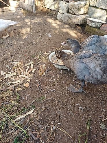 at şəkilləri: Erkək, | Macar, Damazlıq, Ünvandan götürmə — 5