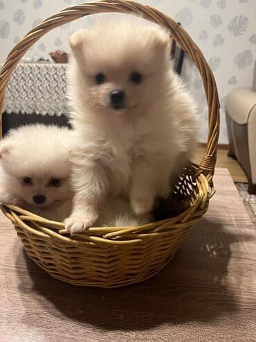 Şpitz, 2 ay, Peyvəndli