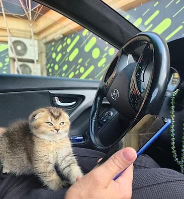 yastı qulaq: Britan yastı qulaq — 4