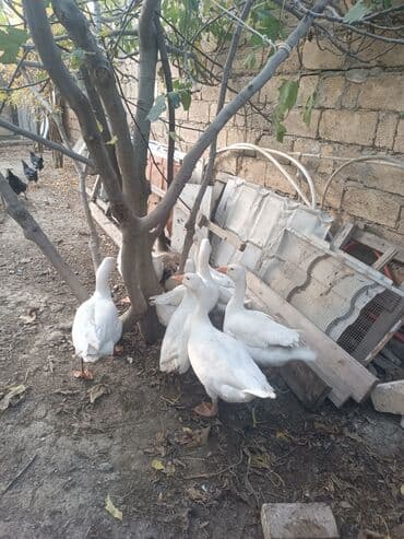 qiz it adlari: Qaz sürüsü – ağ və bir ədəd boz rəngli - Növ: ev qazı - Rəng: əsasən — 1