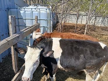 pisik ucuz: Satılır: 2 baş dana her biri disdir cut satilir tek tek satilmir ¡ - — 5