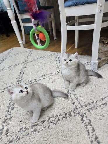 Şotland, Ünvandan götürmə — 4