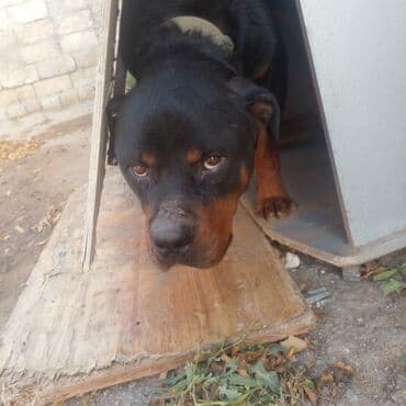 qara xaski: Rotveyler, 9 ay, Erkek — 1