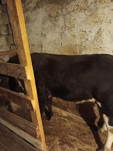 Sort dana fikri ciddi olanlar vatsappa yaza bilər 3 ededdir qiymət