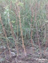 böyürtkən və moruq: Məhsul: Meyvə ağacı tingləri və həmişəyaşıl dekorativ iynəyarpaq — 12