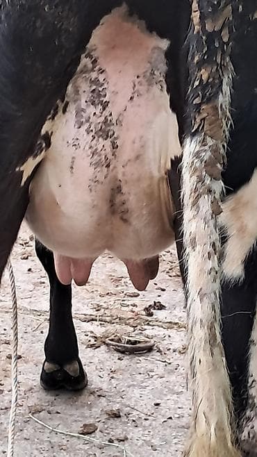 simmental inək satılır: Dişi, Simental, il: 3, 550 kq — 1